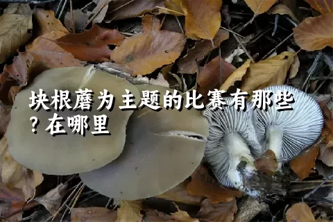 块根蘑为主题的比赛有那些？在哪里