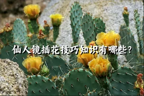 仙人镜插花技巧知识有哪些？