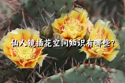 仙人镜插花空间知识有哪些？