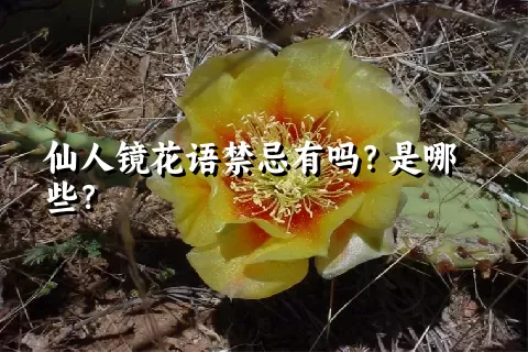 仙人镜花语禁忌有吗？是哪些？