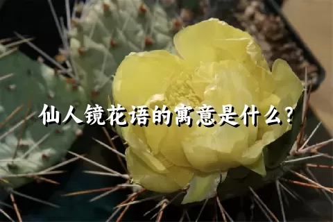 仙人镜花语的寓意是什么？