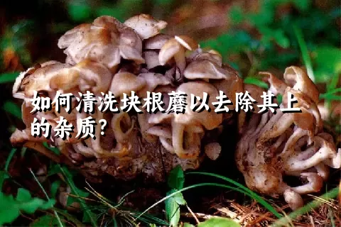 如何清洗块根蘑以去除其上的杂质？