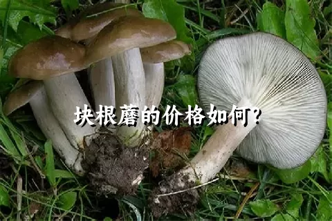 块根蘑的价格如何？