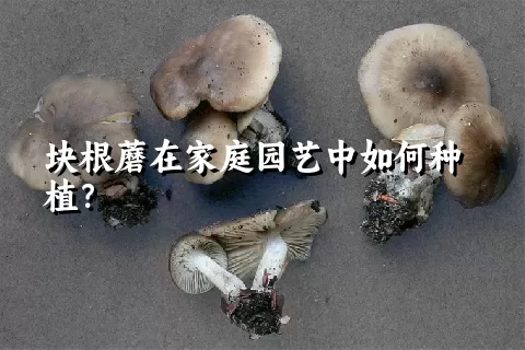 块根蘑在家庭园艺中如何种植？
