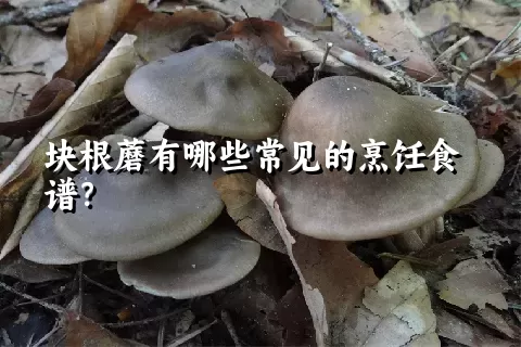 块根蘑有哪些常见的烹饪食谱？