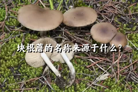 块根蘑的名称来源于什么？