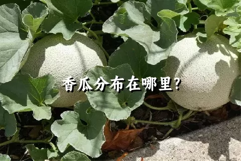 香瓜分布在哪里?