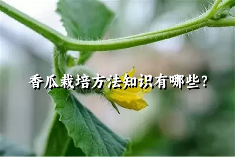 香瓜栽培方法知识有哪些？
