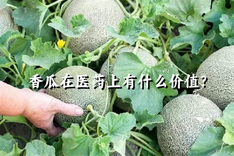 香瓜在医药上有什么价值？