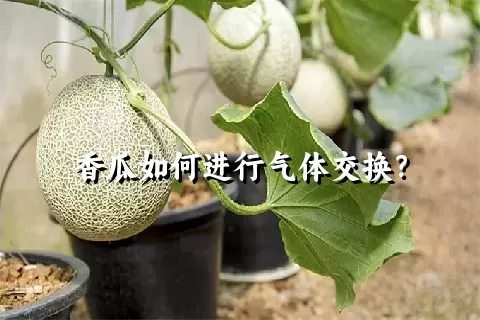 香瓜如何进行气体交换？