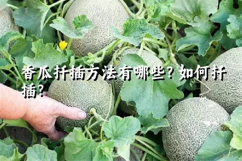 香瓜扦插方法有哪些？如何扦插？