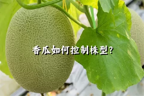 香瓜如何控制株型？