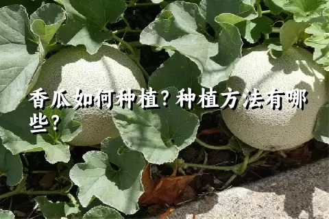 香瓜如何种植？种植方法有哪些？