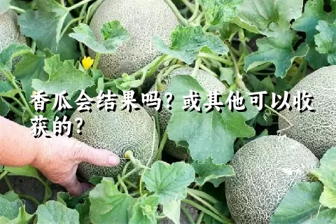香瓜会结果吗？或其他可以收获的？