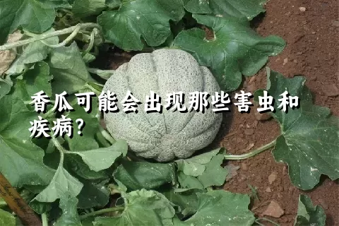 香瓜可能会出现那些害虫和疾病？