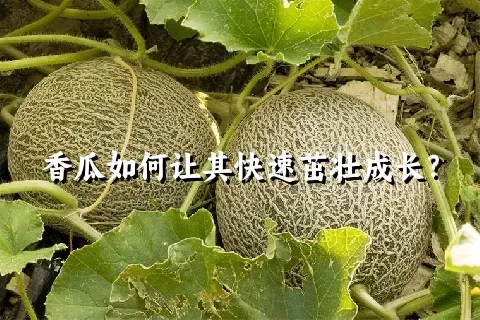 香瓜如何让其快速茁壮成长？