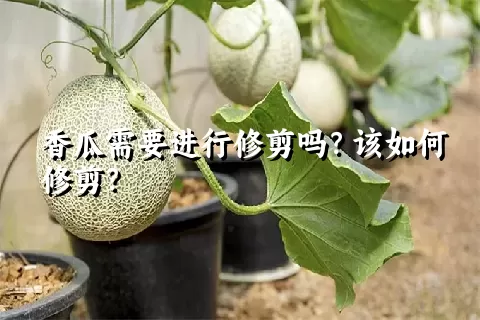 香瓜需要进行修剪吗？该如何修剪？