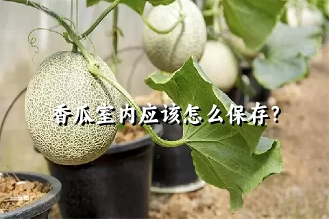 香瓜室内应该怎么保存？
