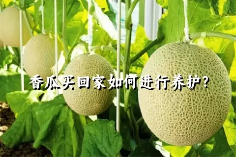 香瓜买回家如何进行养护？