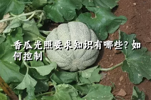 香瓜光照要求知识有哪些？如何控制