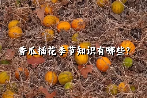 香瓜插花季节知识有哪些？