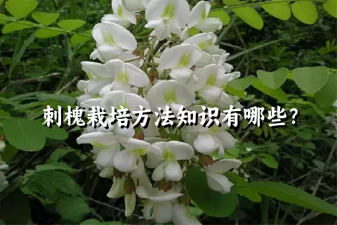 刺槐栽培方法知识有哪些？