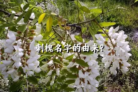 刺槐名字的由来？