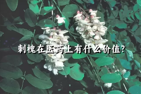 刺槐在医药上有什么价值？