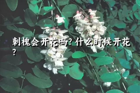 刺槐会开花吗？什么时候开花？