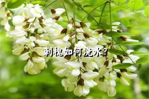 刺槐如何浇水？