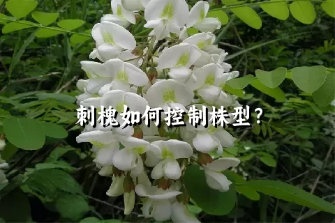 刺槐如何控制株型？