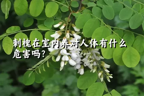 刺槐在室内养对人体有什么危害吗？