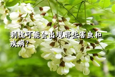 刺槐可能会出现那些害虫和疾病？