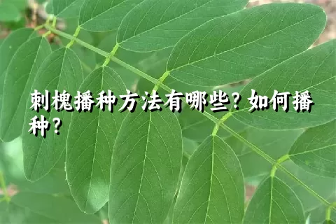 刺槐播种方法有哪些？如何播种？