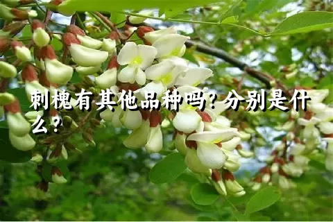刺槐有其他品种吗？分别是什么？