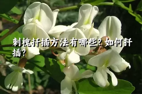 刺槐扦插方法有哪些？如何扦插？