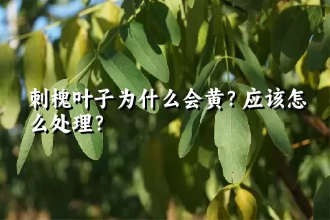 刺槐叶子为什么会黄？应该怎么处理？