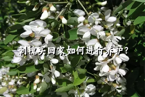 刺槐买回家如何进行养护？
