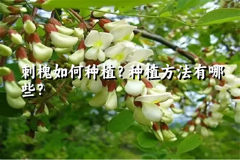 刺槐如何种植？种植方法有哪些？