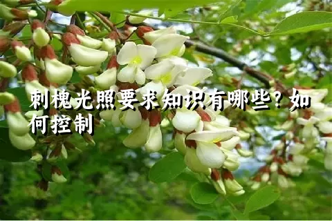 刺槐光照要求知识有哪些？如何控制