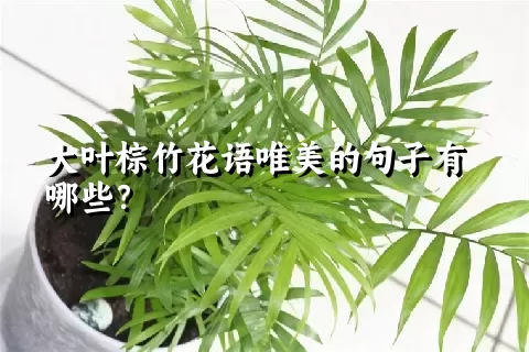 大叶棕竹花语唯美的句子有哪些？