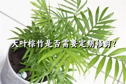 大叶棕竹是否需要定期修剪？