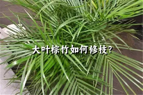 大叶棕竹如何修枝？