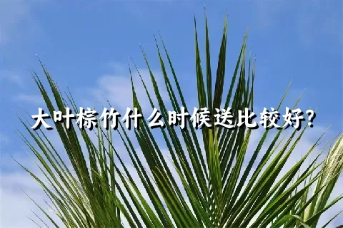 大叶棕竹什么时候送比较好？