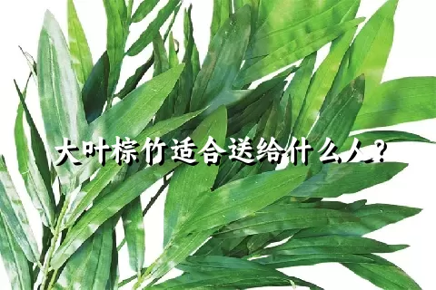 大叶棕竹适合送给什么人？
