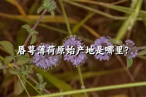 唇萼薄荷原始产地是哪里？