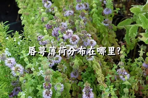 唇萼薄荷分布在哪里?