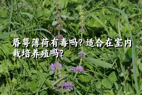 唇萼薄荷有毒吗？适合在室内栽培养殖吗？