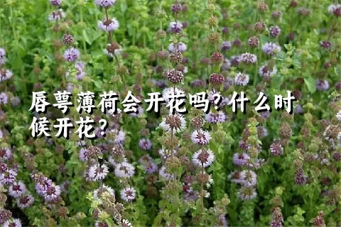 唇萼薄荷会开花吗？什么时候开花？