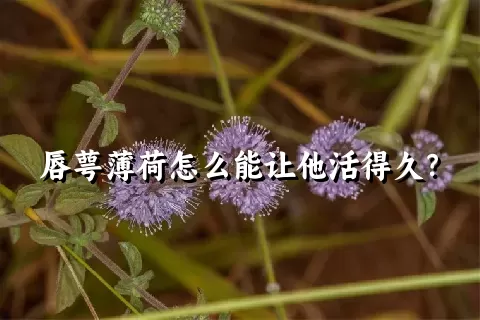 唇萼薄荷怎么能让他活得久？